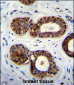 QTRTD1 Antibody (C-term)